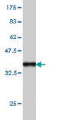 Monoclonal Anti-HGS antibody produced in mouse clone 6D11, purified immunoglobulin, buffered aqueous solution