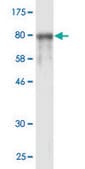 Monoclonal Anti-STIP1 antibody produced in mouse clone 2E1, purified immunoglobulin, buffered aqueous solution