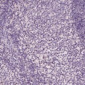Anti-GPR37 antibody produced in rabbit Prestige Antibodies® Powered by Atlas Antibodies, affinity isolated antibody, buffered aqueous glycerol solution