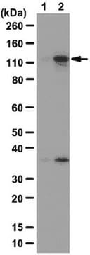 Anti-phospho-MYPT1 (Thr696) Antibody from rabbit, purified by affinity chromatography