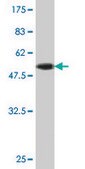 Monoclonal Anti-PAFAH1B3 antibody produced in mouse clone 3G6, purified immunoglobulin, buffered aqueous solution