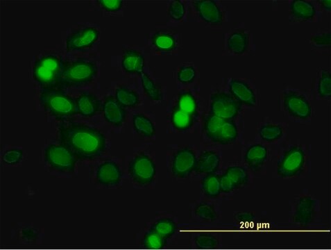 Monoclonal Anti-ZNF21 antibody produced in mouse clone 6D11, purified immunoglobulin, buffered aqueous solution