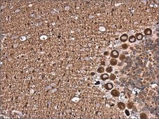 Anti-NCALD antibody produced in rabbit affinity isolated antibody, buffered aqueous solution