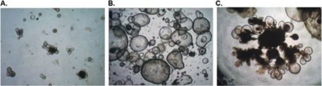 DMEM/F-12 PLUS Basal Medium Advanced DMEMF12 basal media used in low-serum or serum-free media formulations including stem cell and 3D organoid cell cultures.