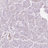 Anti-SDF4 antibody produced in rabbit Prestige Antibodies&#174; Powered by Atlas Antibodies, affinity isolated antibody, buffered aqueous glycerol solution