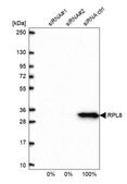 Anti-RPL8 antibody produced in rabbit Prestige Antibodies&#174; Powered by Atlas Antibodies, affinity isolated antibody, buffered aqueous glycerol solution