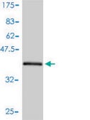 Monoclonal Anti-ARL5A antibody produced in mouse clone 1F12-1A6, purified immunoglobulin, buffered aqueous solution