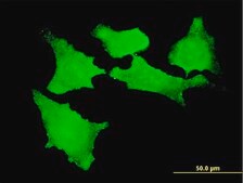 Monoclonal Anti-CDKL2 antibody produced in mouse clone 1F6, purified immunoglobulin, buffered aqueous solution