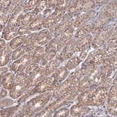 Anti-SGMS1 antibody produced in rabbit Prestige Antibodies&#174; Powered by Atlas Antibodies, affinity isolated antibody, buffered aqueous glycerol solution