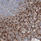 Anti-TBXAS1 antibody produced in rabbit Prestige Antibodies&#174; Powered by Atlas Antibodies, affinity isolated antibody, buffered aqueous glycerol solution