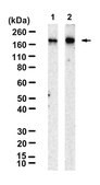 Anti-POLQ Antibody, clone 2F5 ZooMAb&#174; Rabbit Monoclonal recombinant, expressed in HEK 293 cells