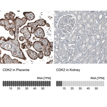 Monoclonal Anti-CDK2 antibody produced in mouse Prestige Antibodies&#174; Powered by Atlas Antibodies, clone CL7990, purified immunoglobulin, buffered aqueous glycerol solution