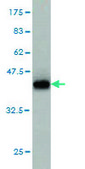 Monoclonal Anti-RAB6A antibody produced in mouse clone 3G3, purified immunoglobulin, buffered aqueous solution