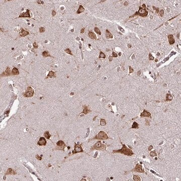 Anti-LRRC74B antibody produced in rabbit Prestige Antibodies&#174; Powered by Atlas Antibodies, affinity isolated antibody, buffered aqueous glycerol solution