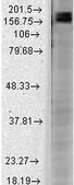 Monoclonal Anti-SHANK2 antibody produced in mouse clone S23B-6, 1 mg/mL, purified immunoglobulin