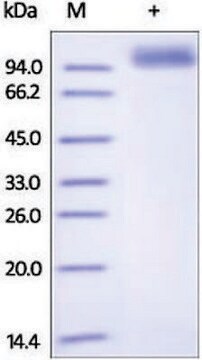 ErbB2/HER2/CD340 human recombinant, expressed in HEK 293 cells, &#8805;95% (SDS-PAGE)