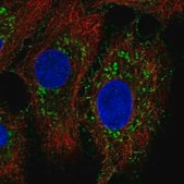 Anti-NLRX1 antibody produced in rabbit Prestige Antibodies&#174; Powered by Atlas Antibodies, affinity isolated antibody