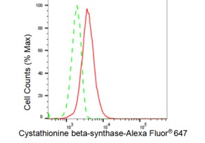 KD-Validated Anti Cystathionine beta-synthase Antibody, clone 23GB3800, Rabbit Monoclonal clone 23GB3800, recombinant rabbit monoclonal, expressed in HEK293 cells
