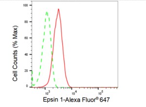 Anti Epsin 1 Antibody, clone 23GB1525, Rabbit Monoclonal clone 23GB1525, recombinant rabbit monoclonal, expressed in HEK293 cells