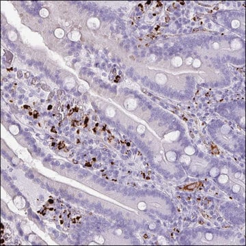 Anti-LYZL1 antibody produced in rabbit Prestige Antibodies&#174; Powered by Atlas Antibodies, affinity isolated antibody, buffered aqueous glycerol solution