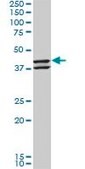 Monoclonal Anti-NEU2 antibody produced in mouse clone 3B9, purified immunoglobulin, buffered aqueous solution