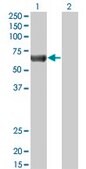 Monoclonal Anti-PRKAA2 antibody produced in mouse clone 1G8, purified immunoglobulin, buffered aqueous solution