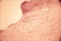 Anti-Vesicular Acetylcholine Transporter (VAChT) antibody produced in rabbit affinity isolated antibody, buffered aqueous solution