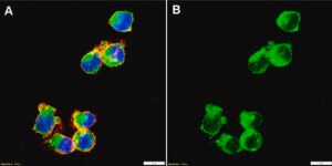Anti-Flotillin-2 Antibody, clone 1L10 ZooMAb® Rabbit Monoclonal recombinant, expressed in HEK 293 cells