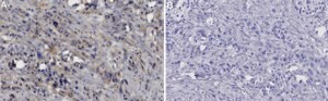 Anti-LRRC8E Antibody, clone 3H20 ZooMAb® Rabbit Monoclonal recombinant, expressed in HEK 293 cells