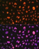 Anti-Phospho-Histone H3-S10 antibody produced in rabbit