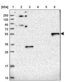 Anti-RINL antibody produced in rabbit Prestige Antibodies&#174; Powered by Atlas Antibodies, affinity isolated antibody, buffered aqueous glycerol solution