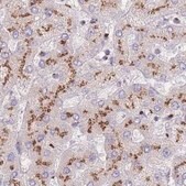 Anti-CASC4 antibody produced in rabbit Prestige Antibodies&#174; Powered by Atlas Antibodies, affinity isolated antibody, buffered aqueous glycerol solution