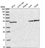 Anti-SLC25A46 antibody produced in rabbit Prestige Antibodies&#174; Powered by Atlas Antibodies, affinity isolated antibody