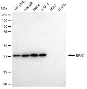 KD-Validated Anti ERK1 Antibody, clone 23GB2450, Rabbit Monoclonal clone 23GB2450, recombinant rabbit monoclonal, expressed in HEK293 cells