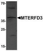 Anti-MTERFD3 antibody produced in rabbit affinity isolated antibody, buffered aqueous solution