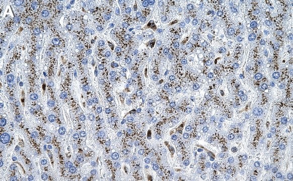 Anti-&#946; Galactosidase Antibody, clone 2C15 ZooMAb&#174; Rabbit Monoclonal recombinant, expressed in HEK 293 cells