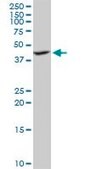 Anti-ILF2 antibody produced in mouse purified immunoglobulin, buffered aqueous solution