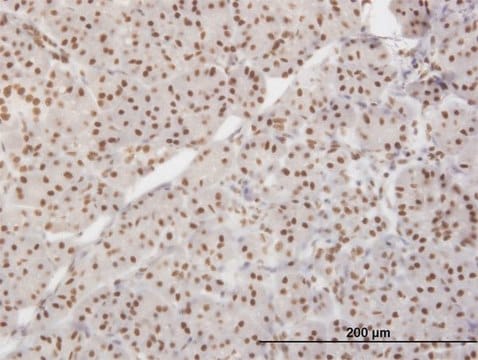 Monoclonal Anti-XRCC5 antibody produced in mouse clone 3D8, purified immunoglobulin, buffered aqueous solution