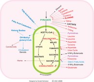 TCA Cycle Metabolite Library