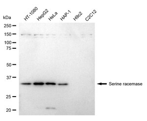 KD-Validated Anti Serine Racemase Antibody, clone 24GB2345, Rabbit Monoclonal clone 24GB2345, recombinant rabbit monoclonal, expressed in HEK293 cells