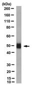 Anti-Zika Virus Antibody, clone ZV-54 clone ZV-54, from mouse