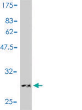 Monoclonal Anti-LAMC1 antibody produced in mouse clone 2E6-B4, purified immunoglobulin, buffered aqueous solution