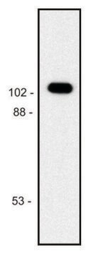 Monoclonal Anti-betaGalactosidase antibody produced in mouse clone BG-02