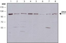 Anti-DIS3 antibody, Mouse monoclonal clone DIS3-3, purified from hybridoma cell culture