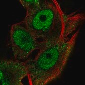 Anti-RNF13 antibody produced in rabbit Prestige Antibodies&#174; Powered by Atlas Antibodies, affinity isolated antibody