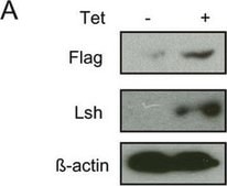 Monoclonal Anti-&#946;-Actin antibody produced in mouse clone AC-74, purified immunoglobulin, buffered aqueous solution