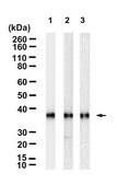 Anti-PRPS1 Antibody, clone 2D21 ZooMAb&#174; Rabbit Monoclonal recombinant, expressed in HEK 293 cells