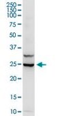 Anti-IL3 antibody produced in rabbit IgG fraction of antiserum, buffered aqueous solution