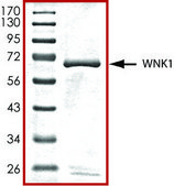 WNK1 (181-507), active, GST tagged human PRECISIO® Kinase, recombinant, expressed in baculovirus infected Sf9 cells, ≥70% (SDS-PAGE), buffered aqueous glycerol solution
