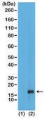 Anti-Monomethyl-Histone H3 (Lys79) antibody, Rabbit monoclonal recombinant, expressed in HEK 293 cells, clone RM147, purified immunoglobulin